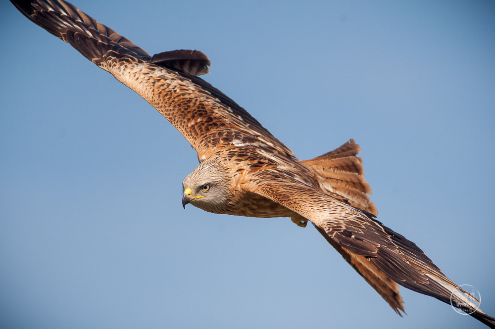 NibbioReale / Red-Kite (Milvus Milvus)