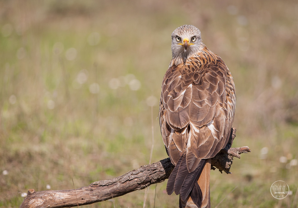 NibbioReale / Red-Kite (Milvus Milvus)
