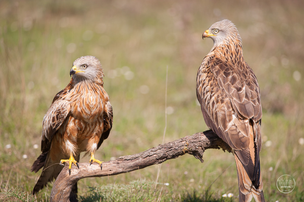 NibbioReale / Red-Kite (Milvus Milvus)