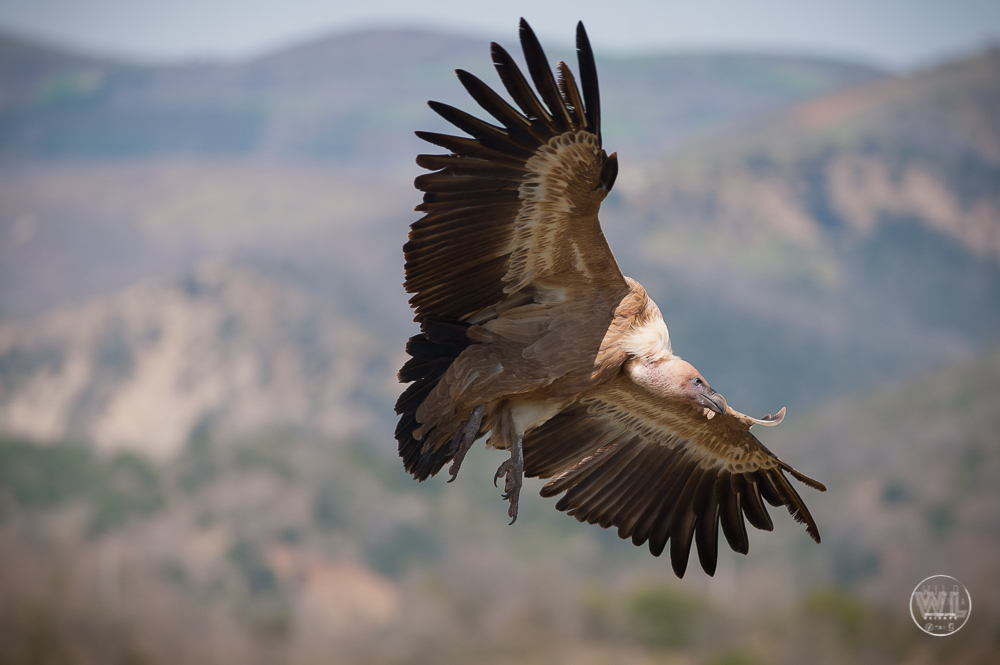 Il grifone (Gyps fulvus)