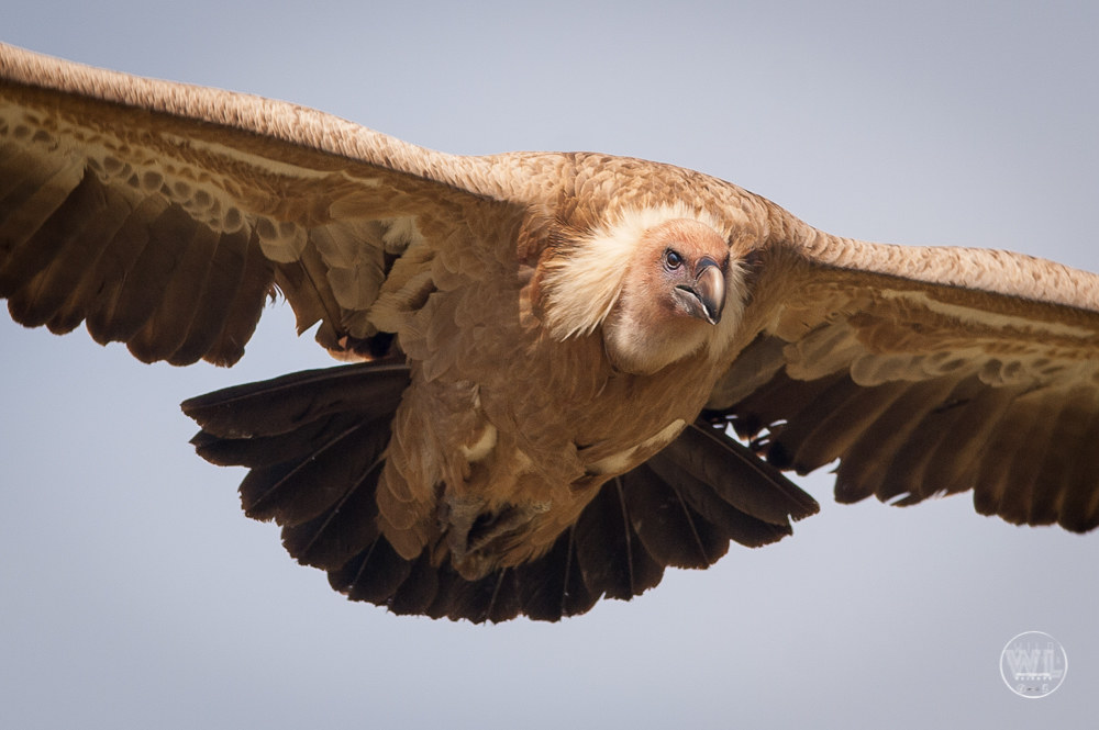 Il grifone (Gyps fulvus)