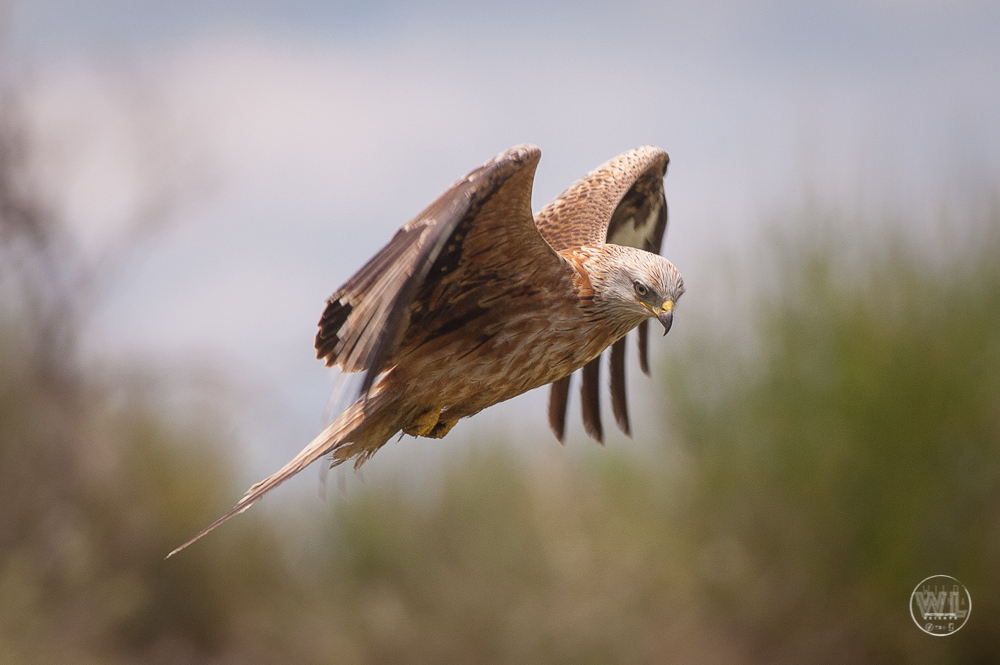 NibbioReale / Red-Kite (Milvus Milvus)