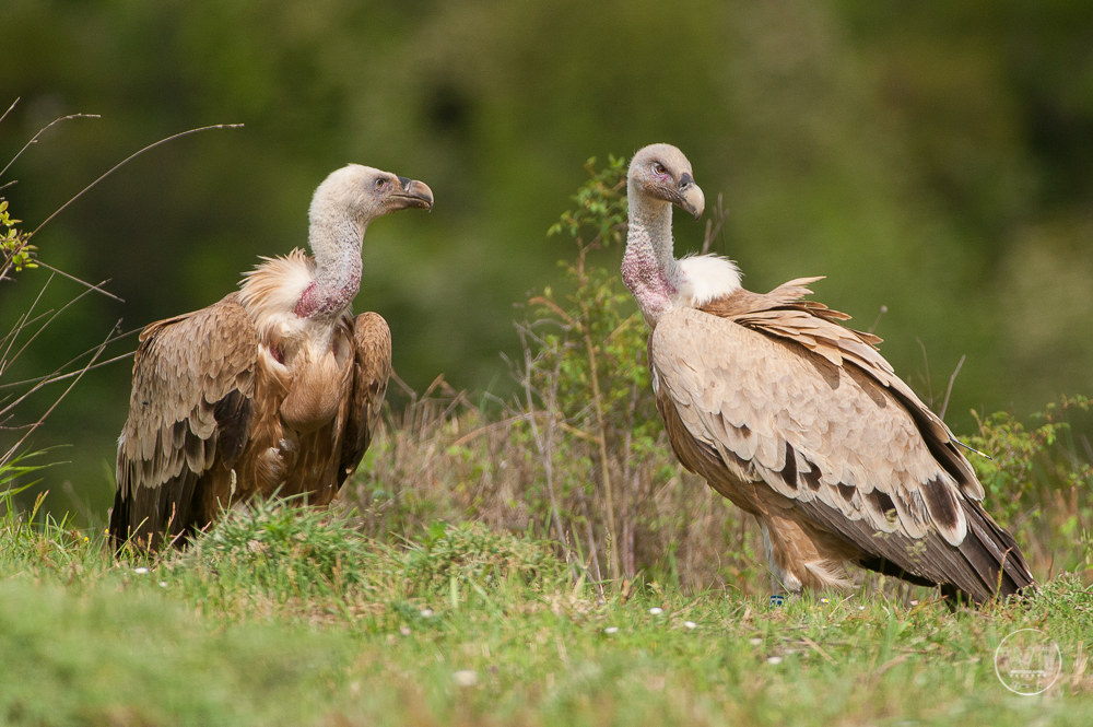 Grifone / Il grifone (Gyps fulvus)