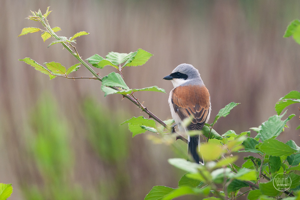 Averla piccola / Il rosso-backed Shrike (Lanius collurio)