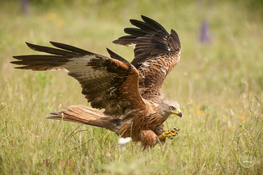 NibbioReale / Red-Kite (Milvus Milvus)