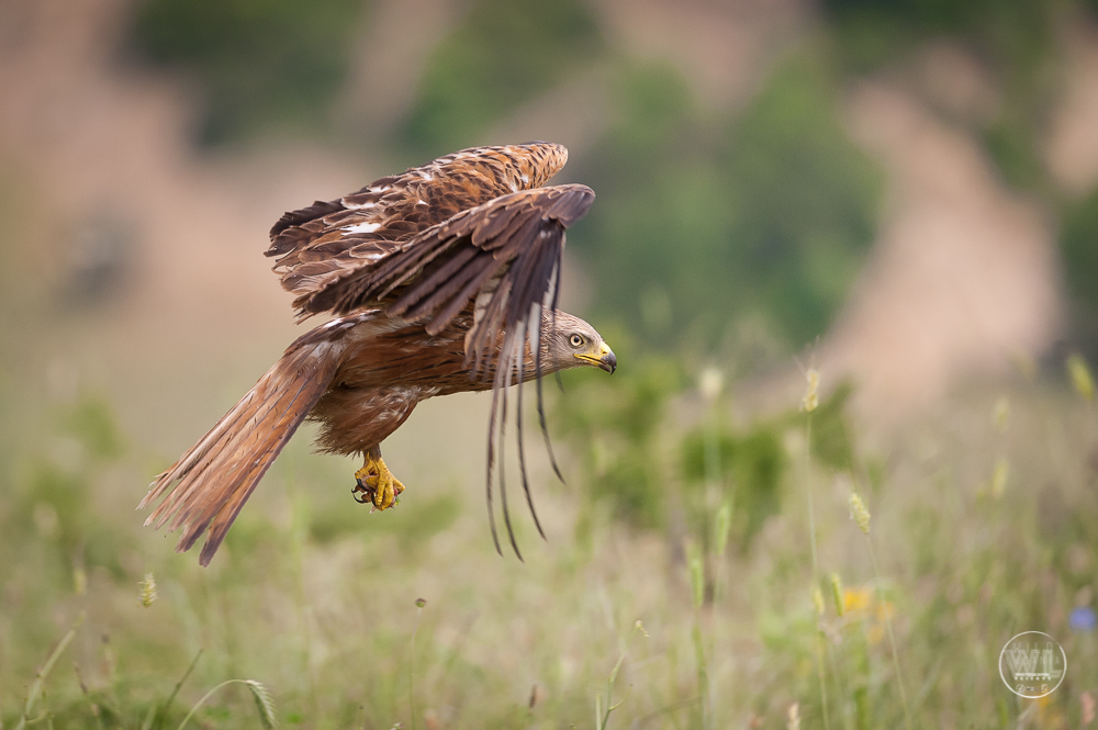 NibbioReale / Red-Kite (Milvus Milvus)