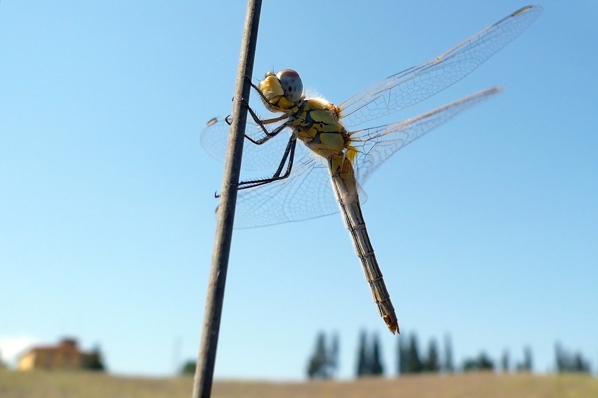 Libellula