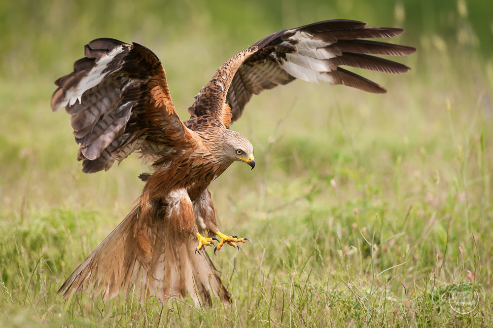 NibbioReale / Red-Kite (Milvus Milvus)