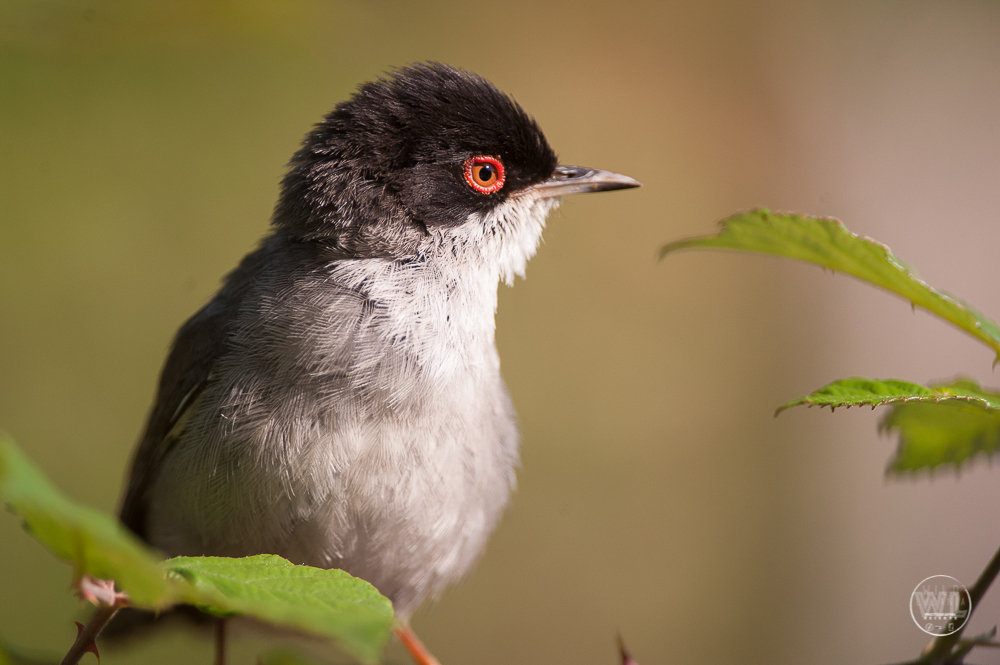 Occhiocotto / sarde a beccafico (Sylvia melanocephala)