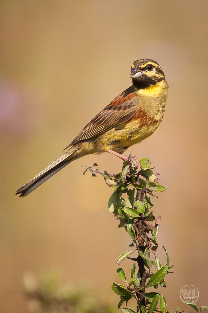 Zigolo nero / Il zigolo nero (Emberiza cirlus)