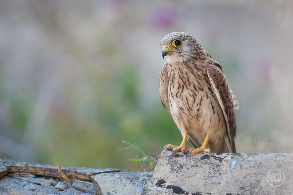 Grillaio / Il grillaio (Falco naumanni)