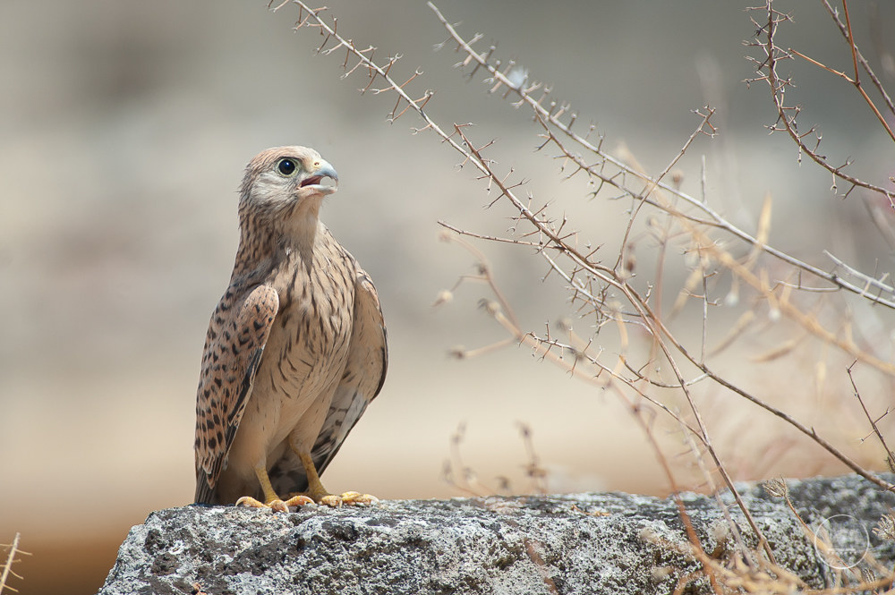 Grillaio / Il grillaio (Falco naumanni)