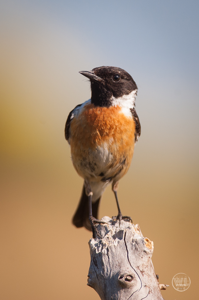 Saltimpalo / Il saltimpalo africano (Saxicola torquatus)
