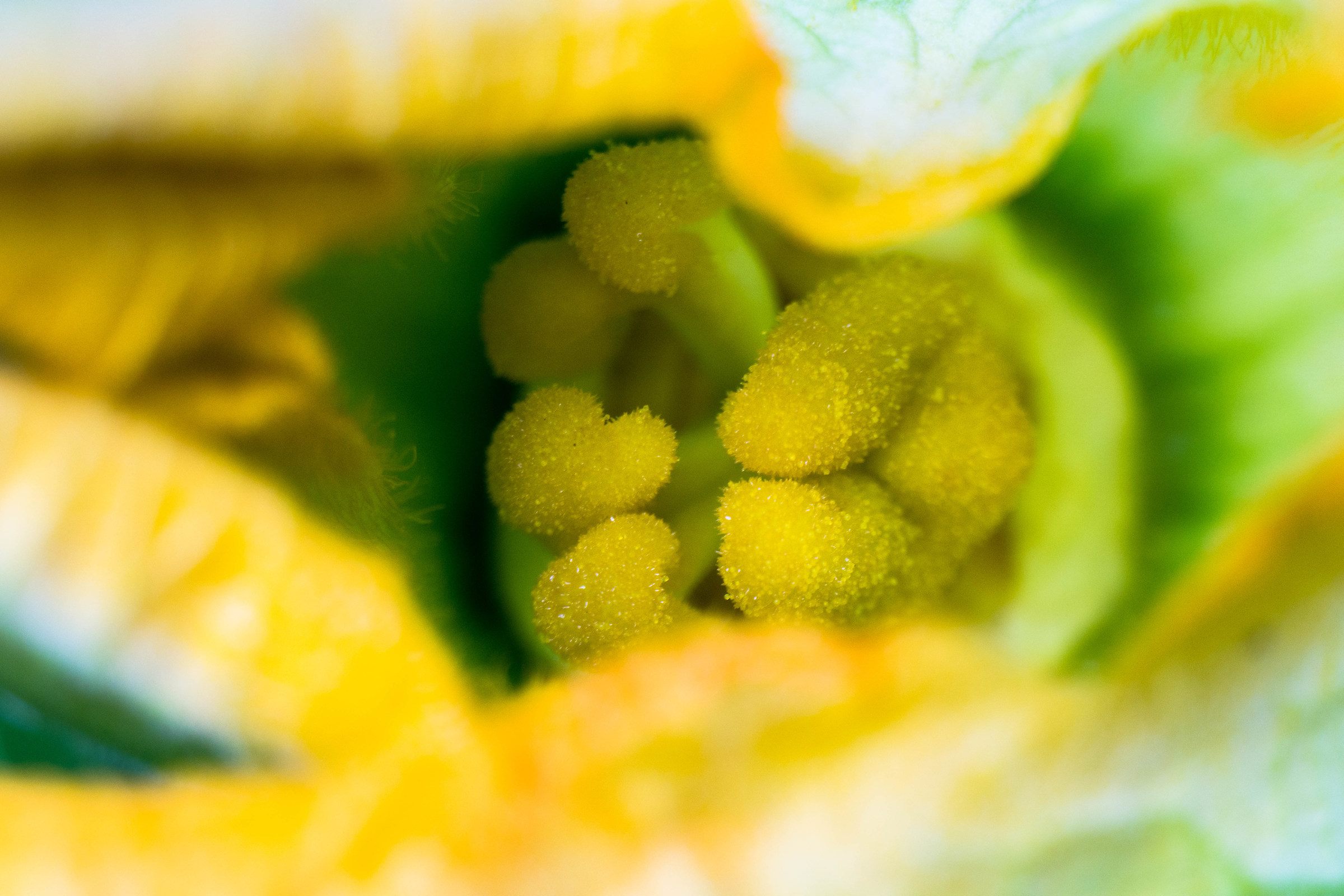 "Inside" a flower pumpkin