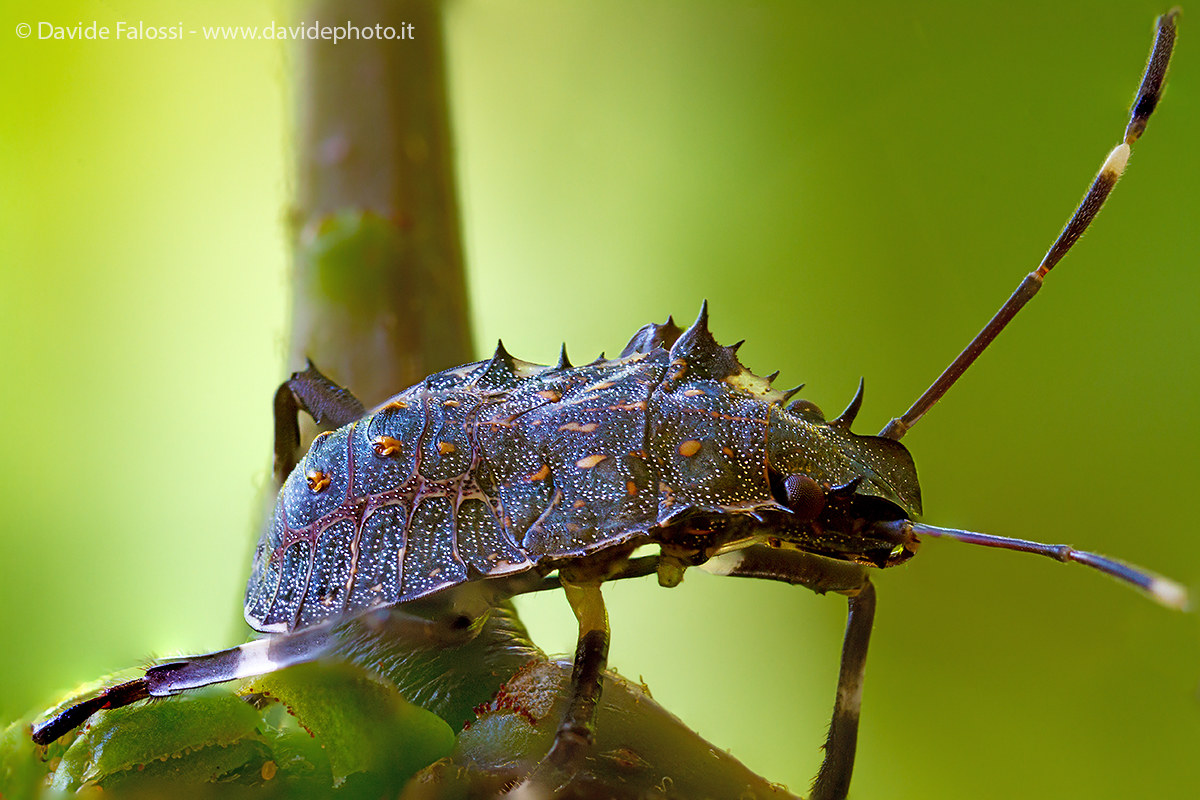 Neanide of Hemiptera (brown marmorated stink bug)