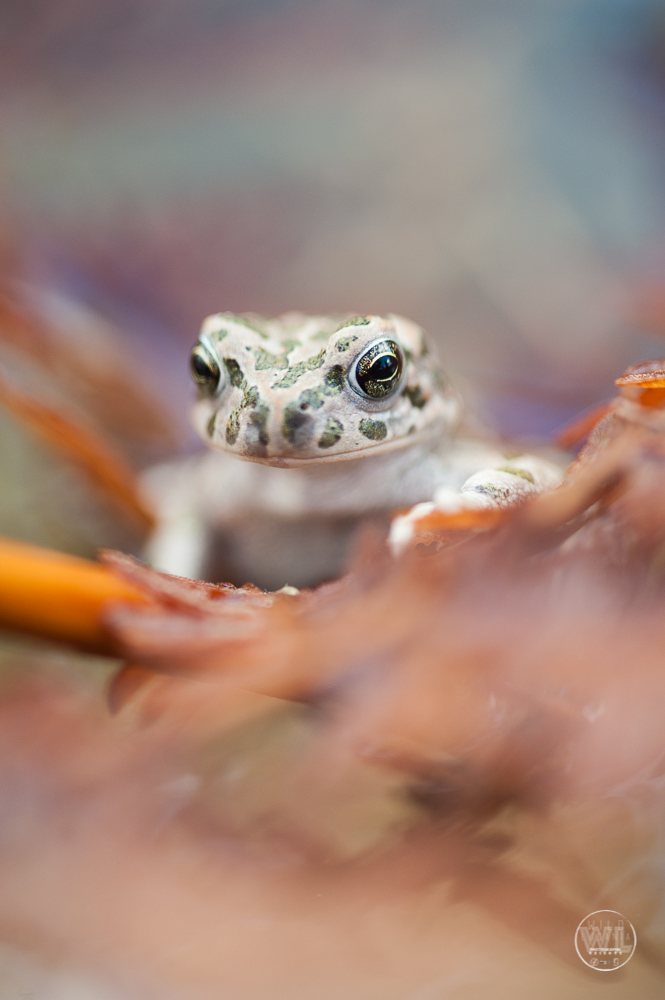 Il rospo smeraldino (Bufo viridis)