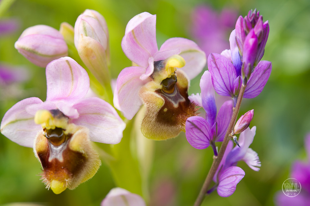 O. tenthredinifera e Polygala