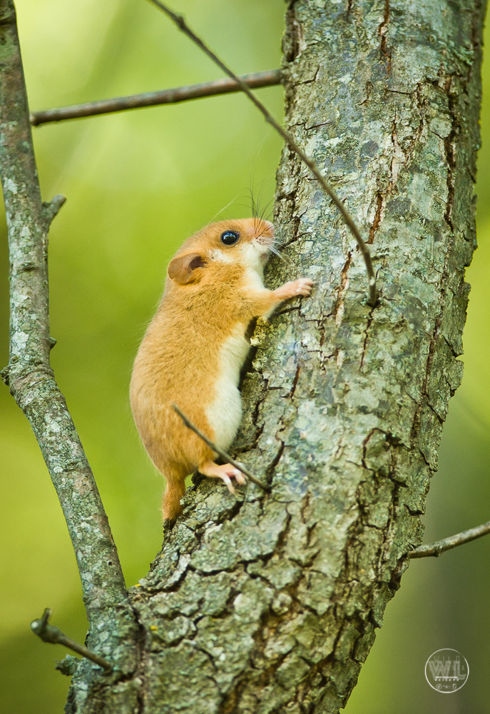 Il moscardino o moscardino (Muscardinus avel