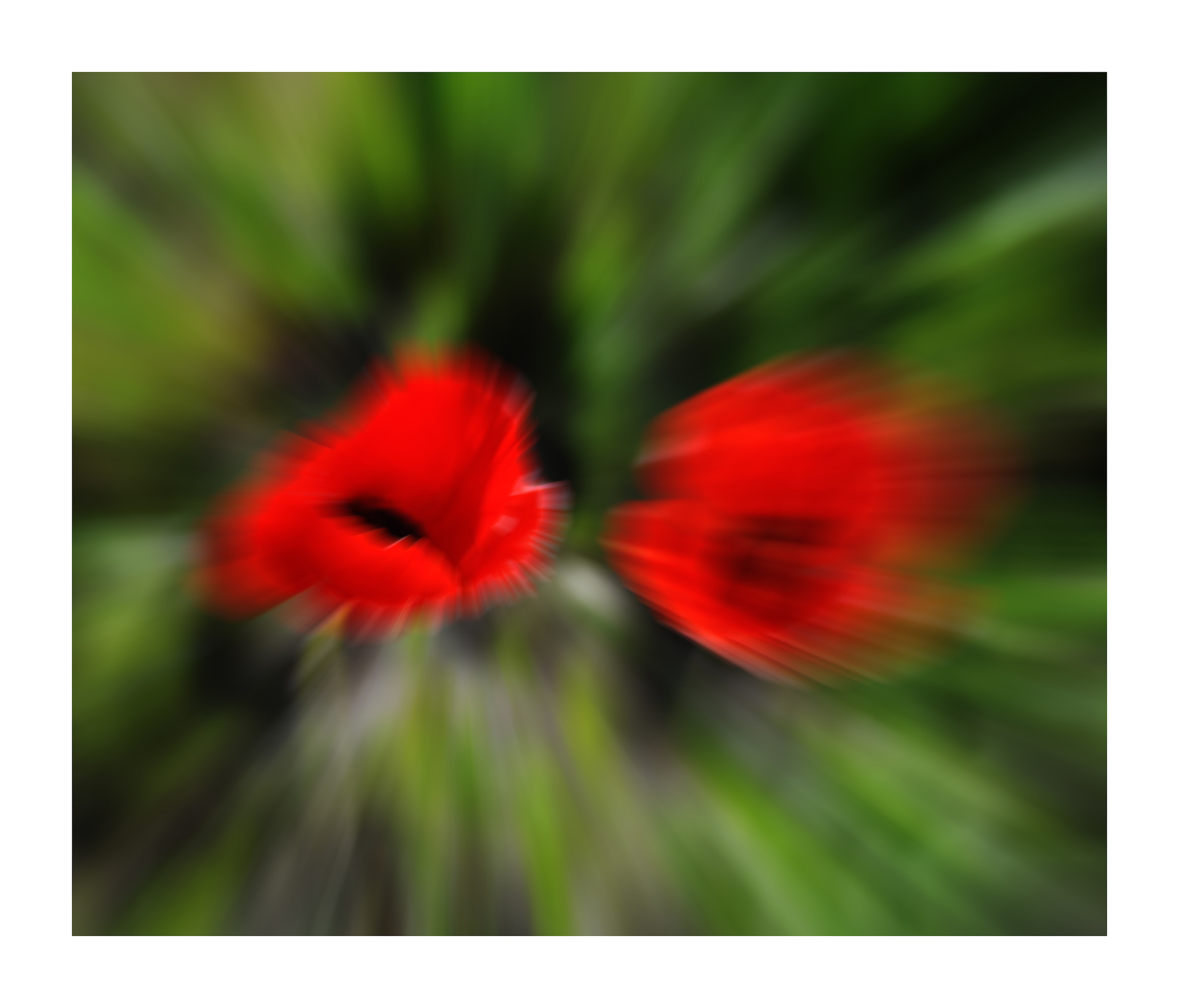 fiori ...solo per divertimento