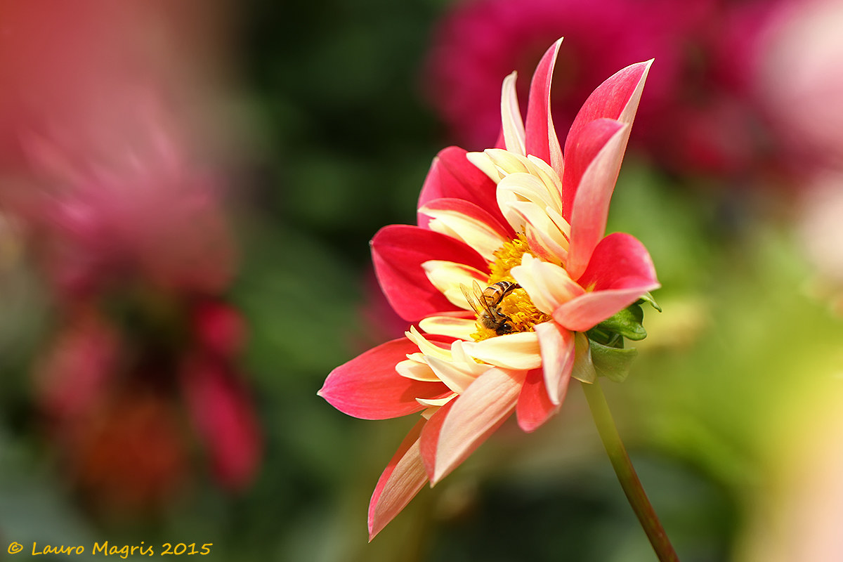 Dahlia, sfumature rosa