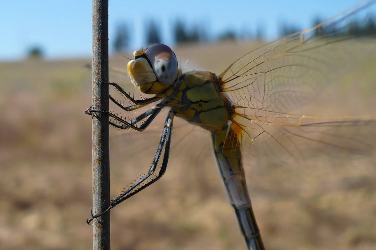 Libellula