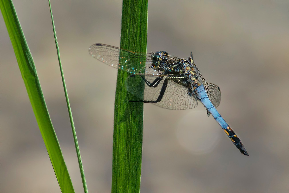 odonata depressa