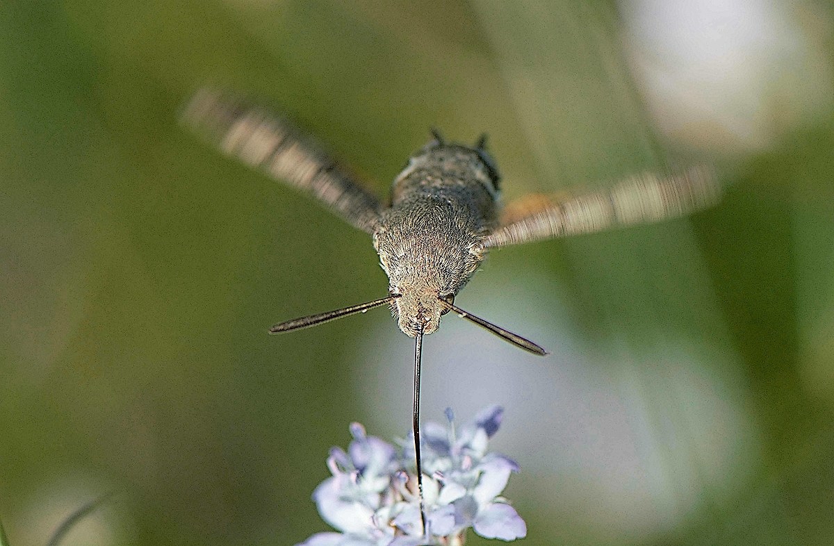 ore 9, spuntino al volo.