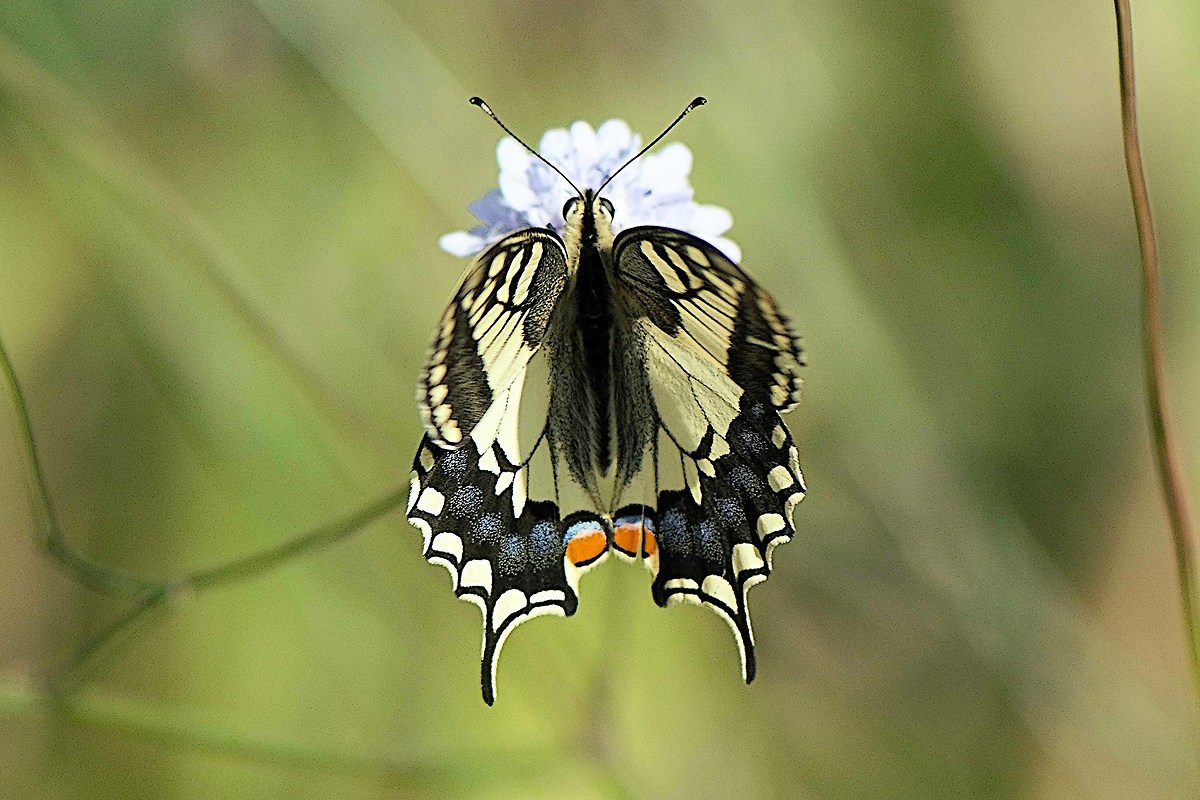 come il tacchino....