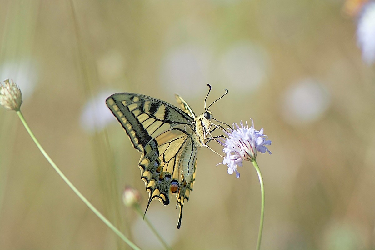 quei gialli che mi ammaliano..
