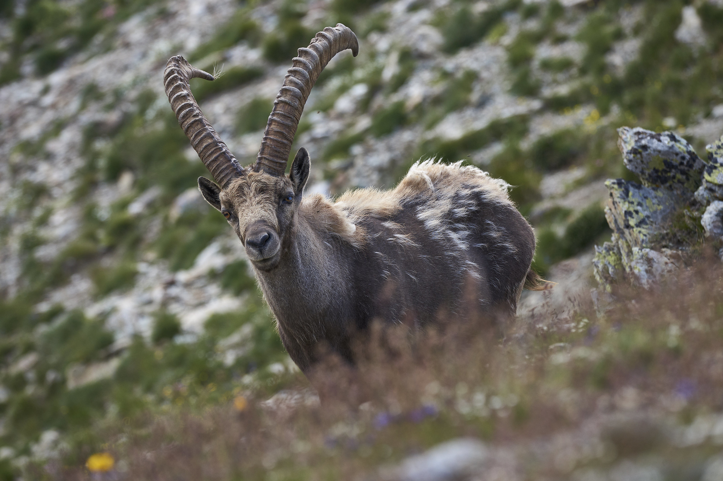 Ibex