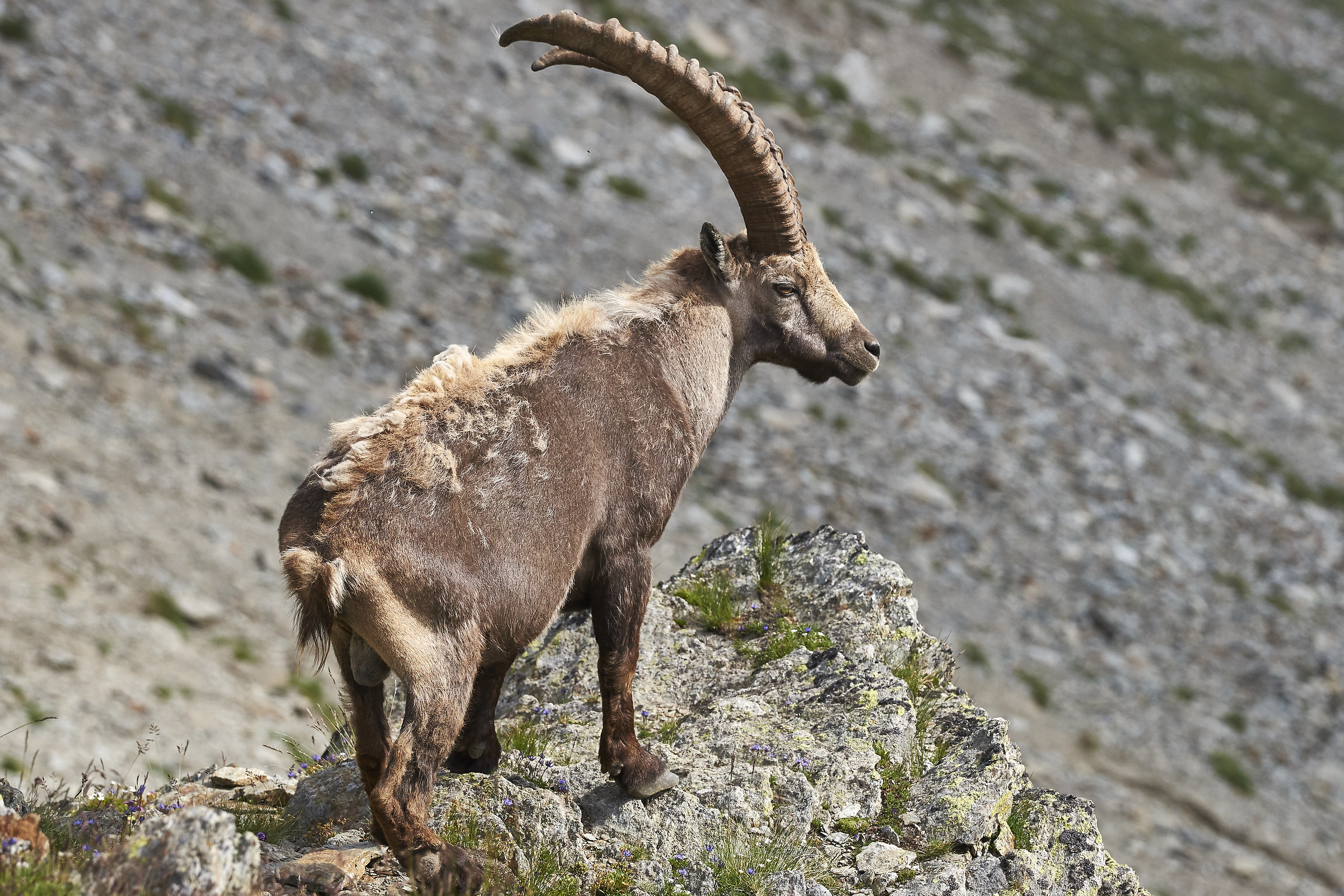 Ibex