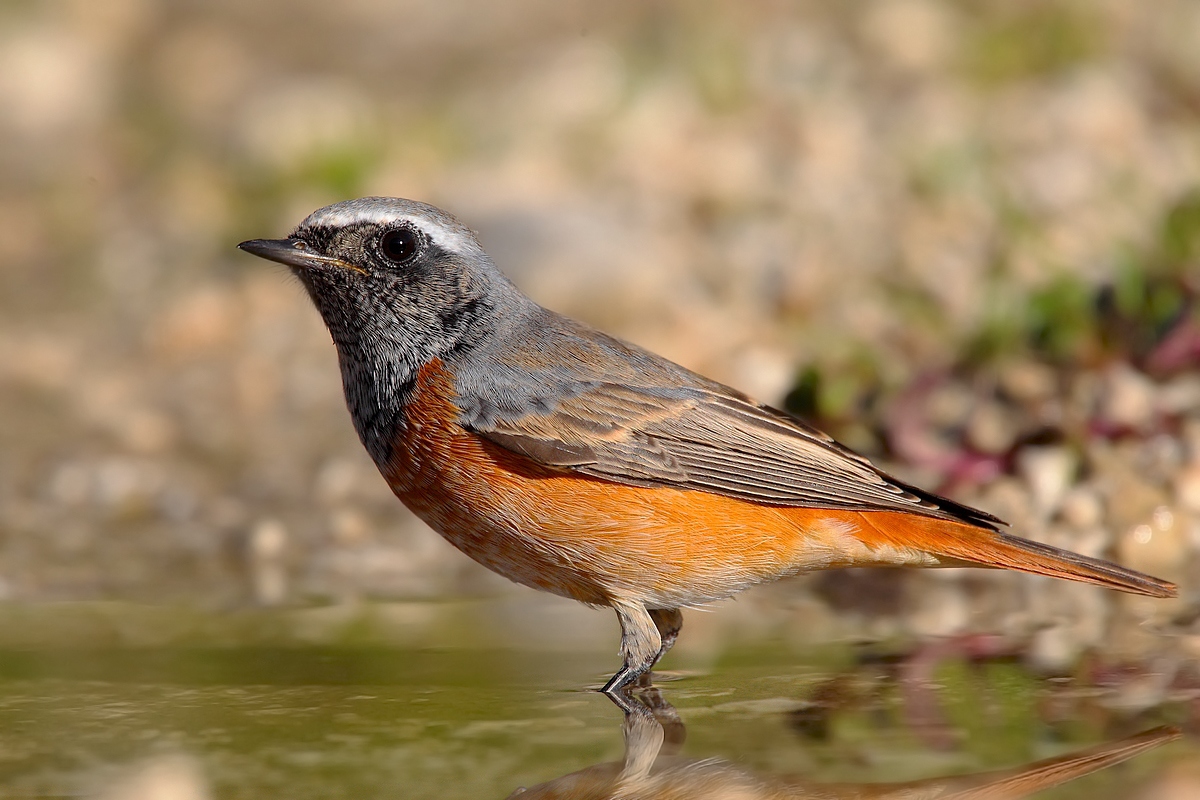 redstart