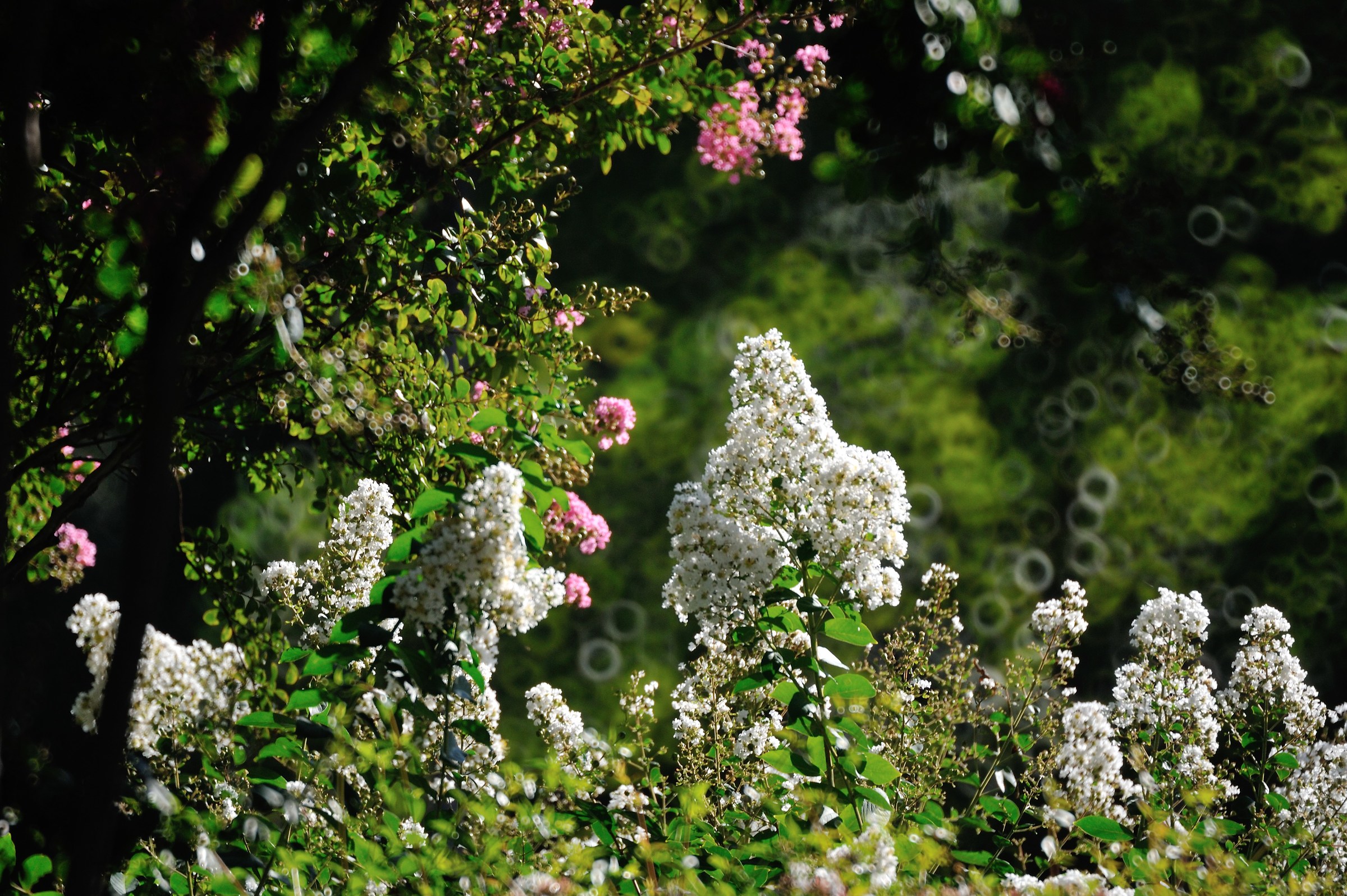 Sfuocato a ciambella di un 500mm a specchi