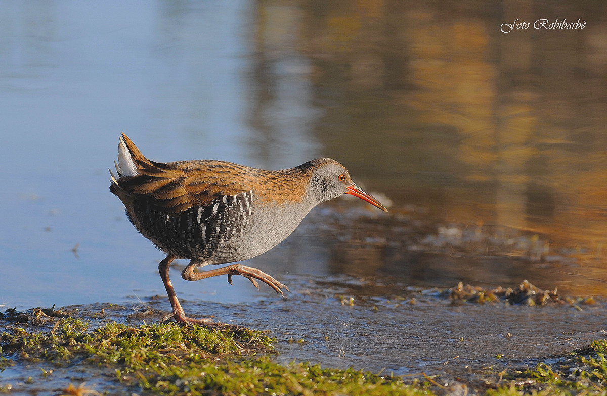 Porciglione...passo lento...