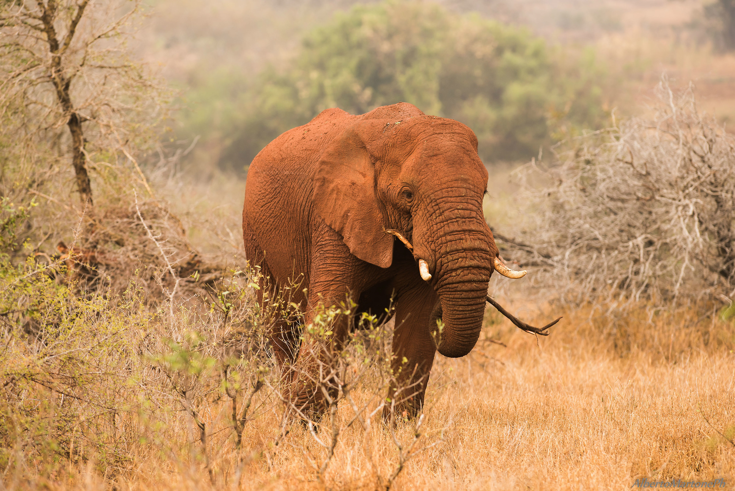 Elefante con fard esagerato...