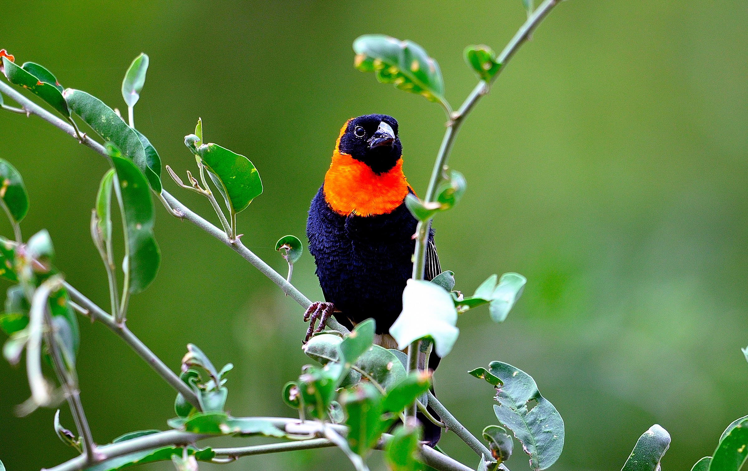 Tanzania 2011 - che uccello è?