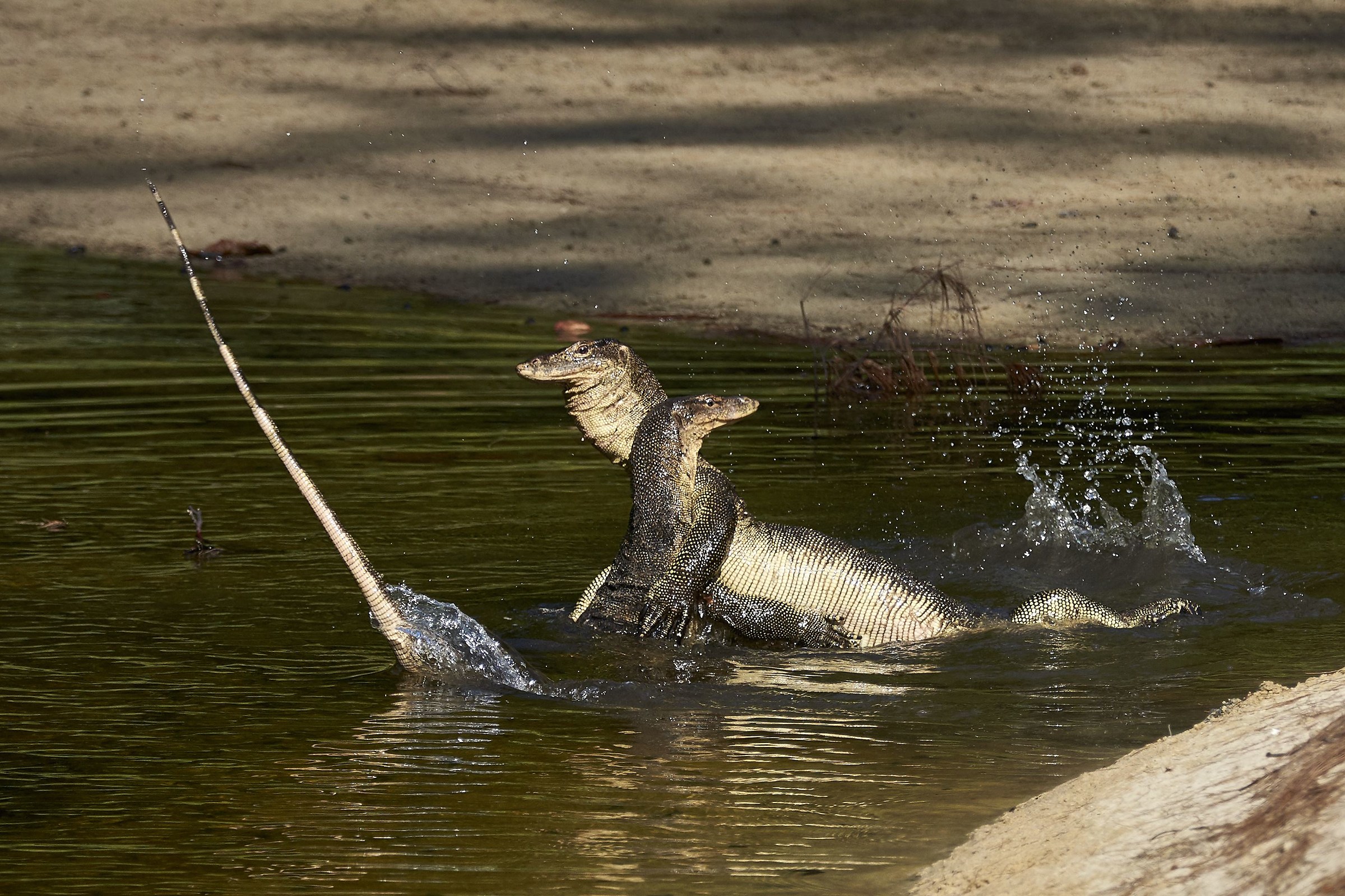 Accoppiamento varani