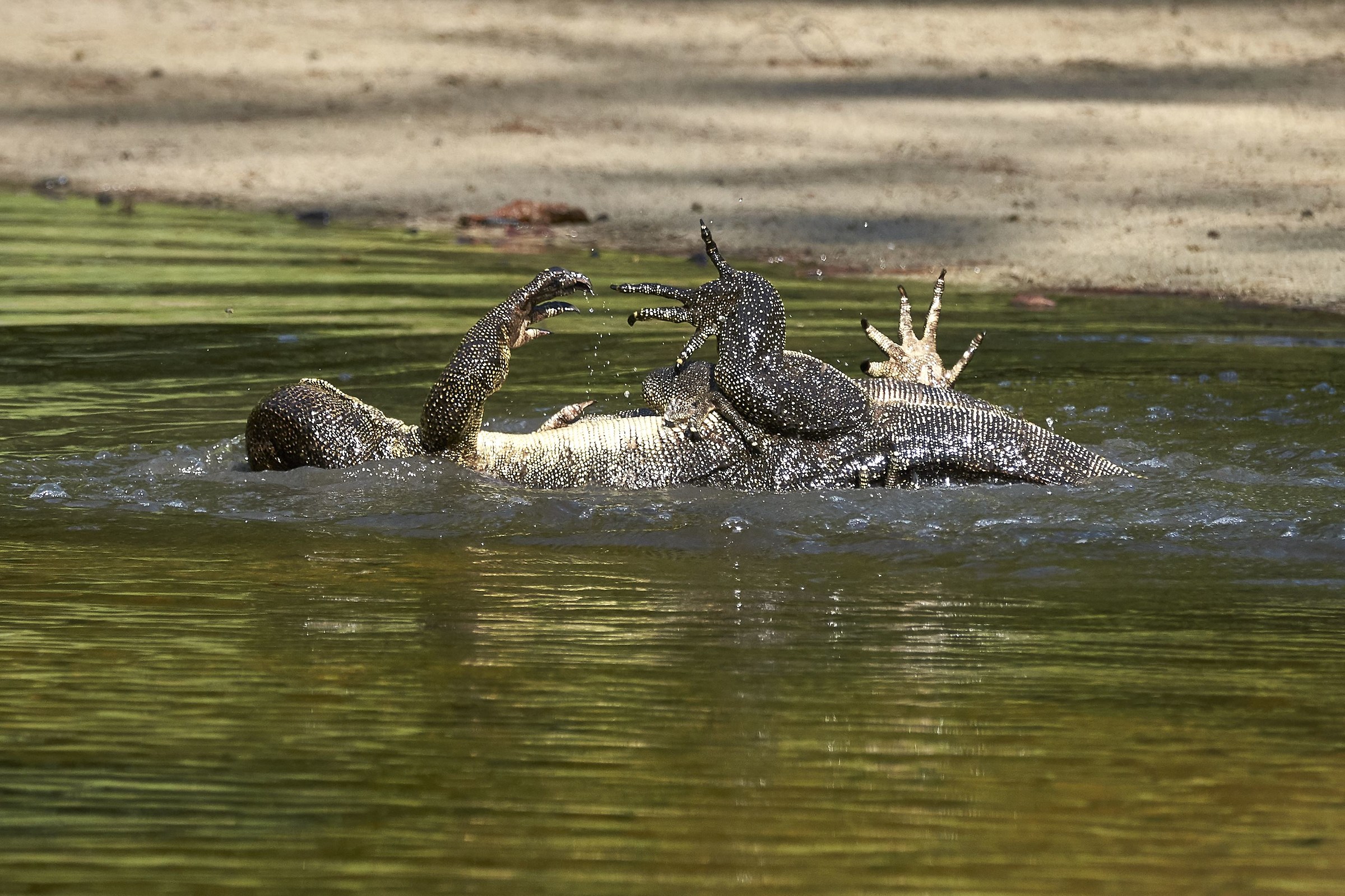 Mating monitor lizards