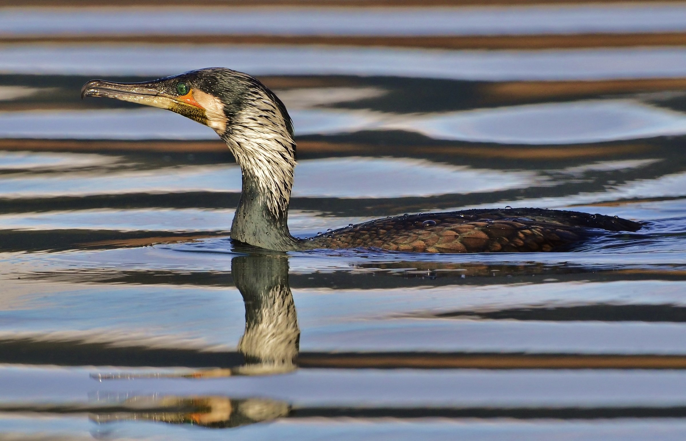 Cormorant at sunset