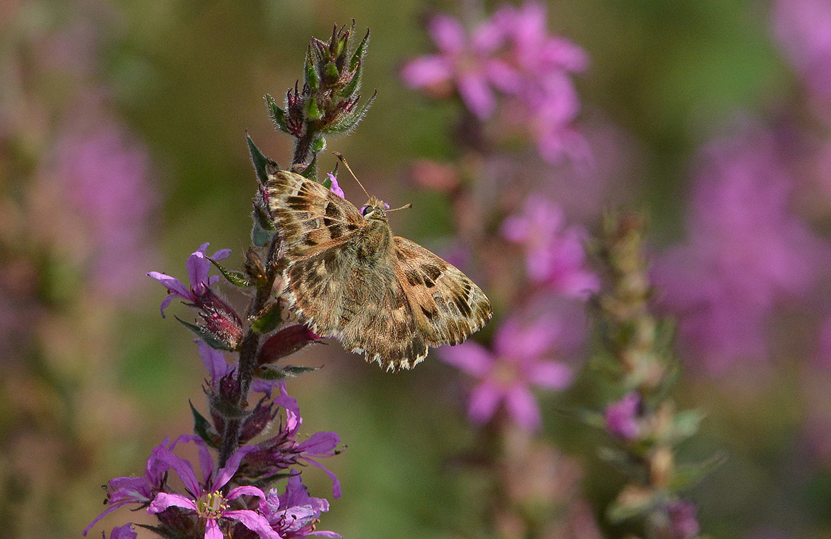 mai vista prima d'ora
