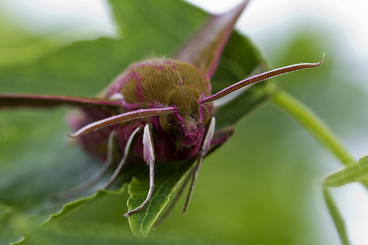 Sfinge della Vite Deilephila porcellus