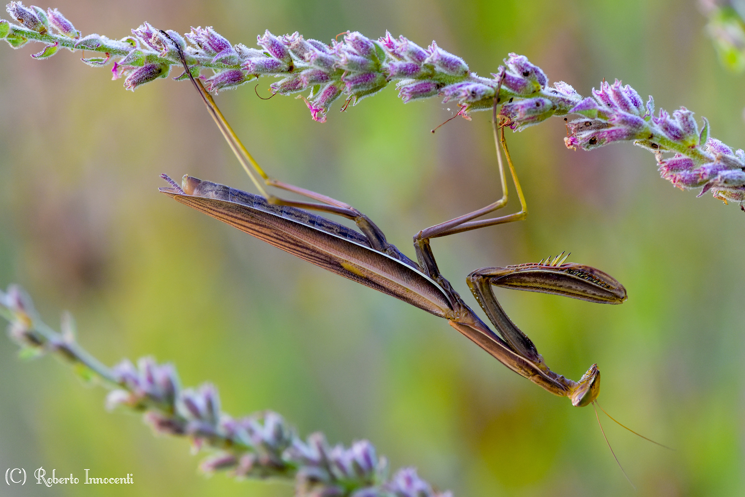 Unexpected meeting again at sunset.