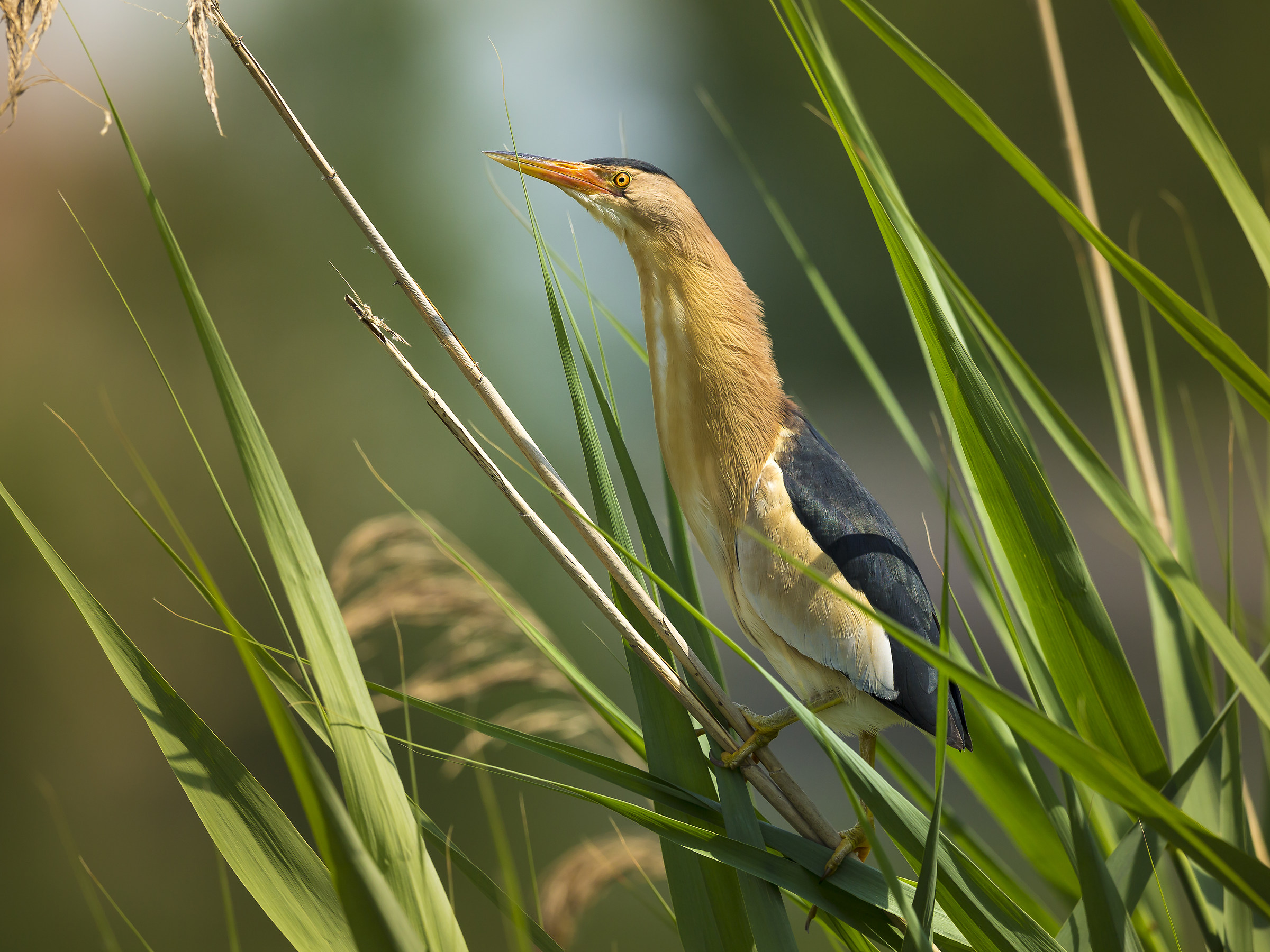 Little bittern (bittern)