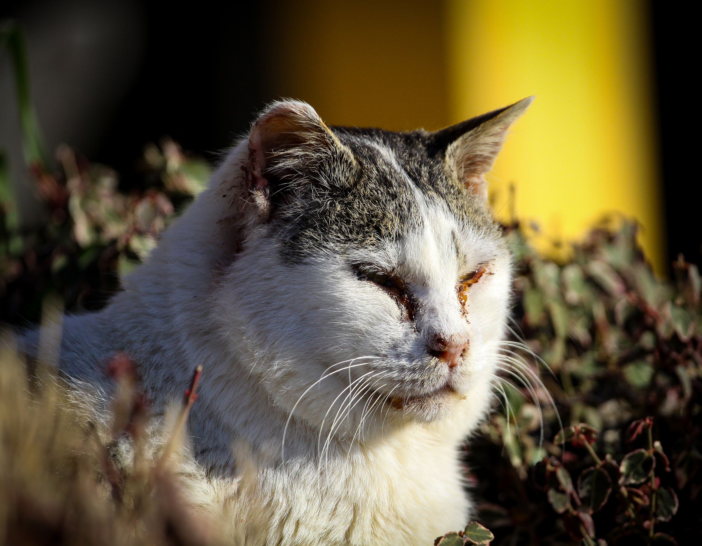 George Two, the stray