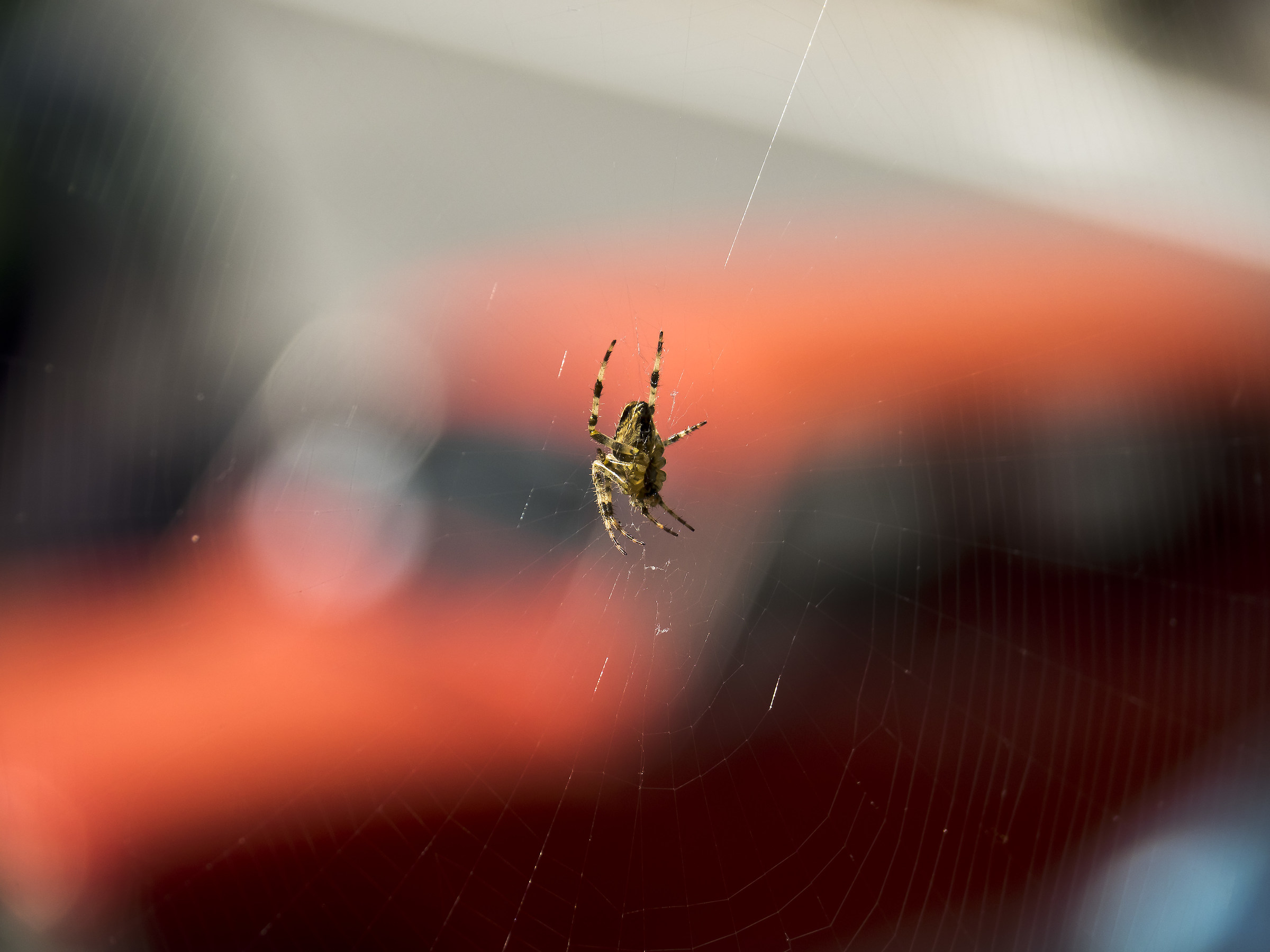 "Piccolo" grande mostro alieno