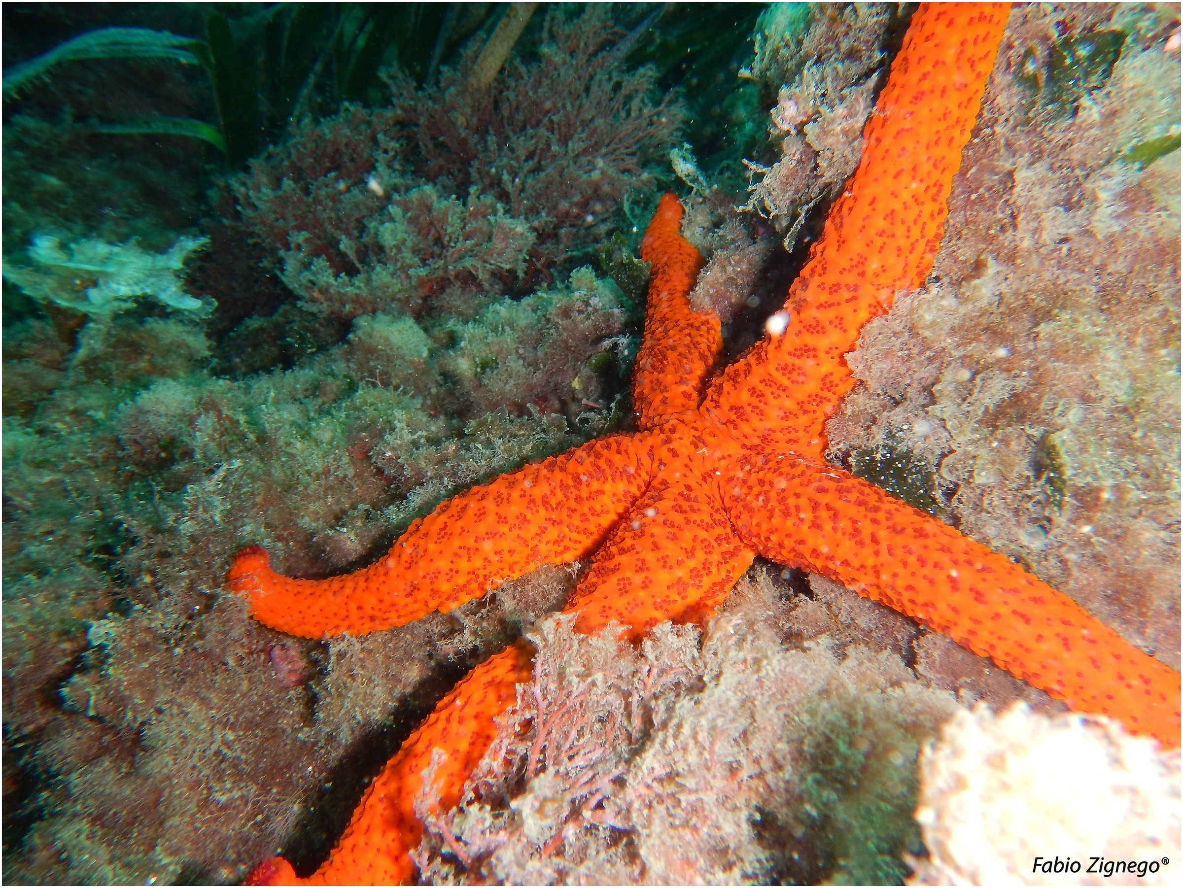 starfish