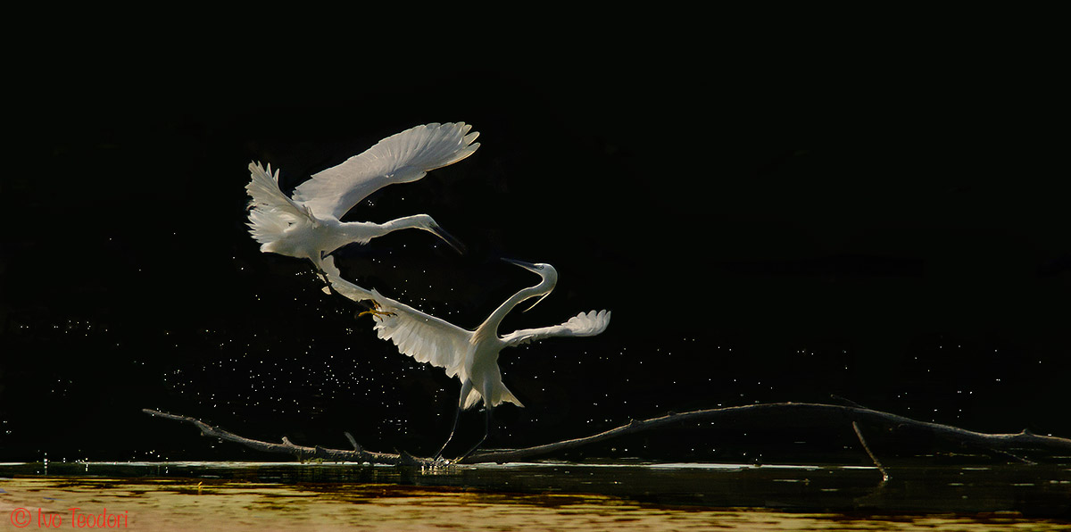 The usual bickering.