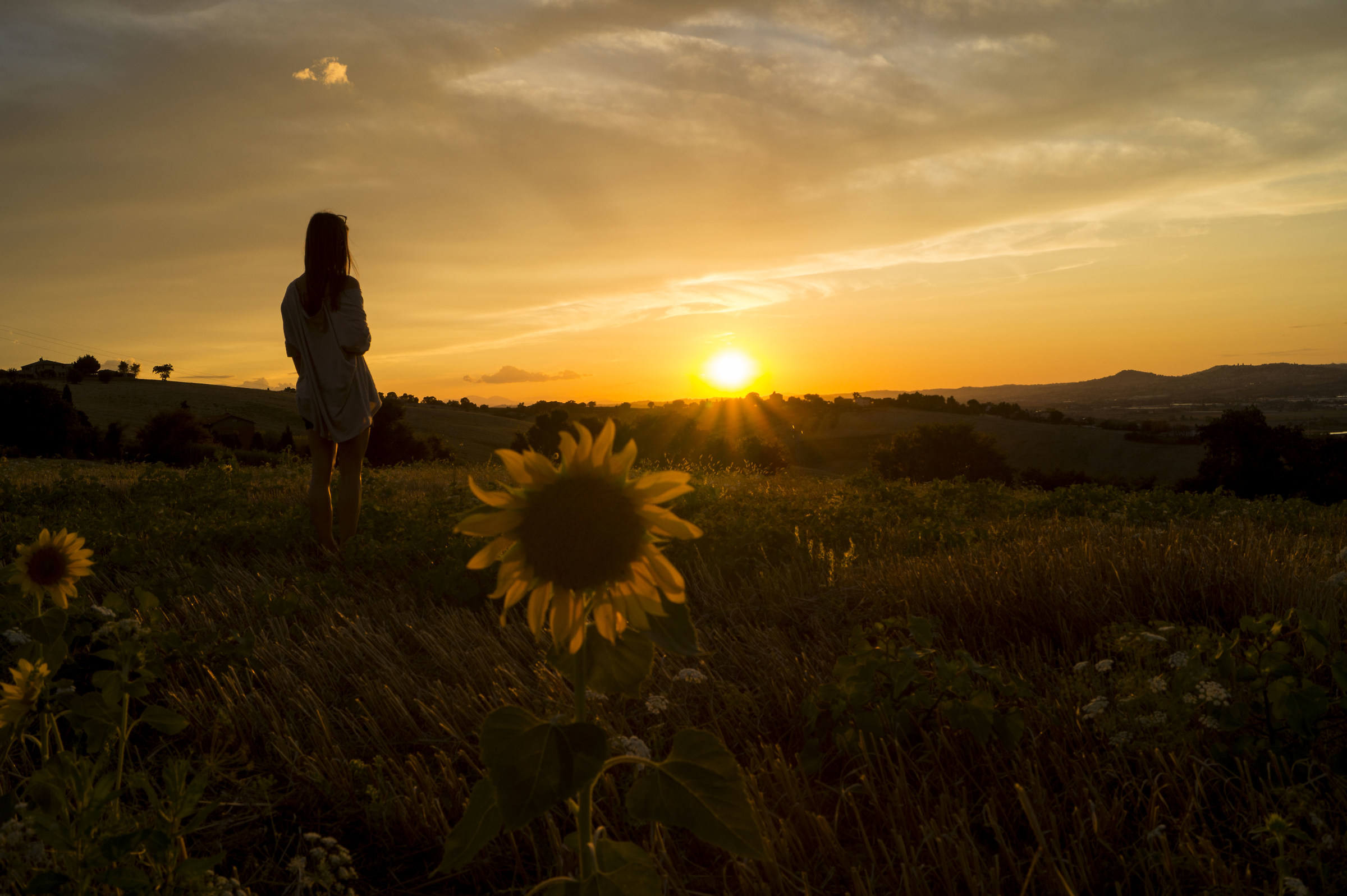 a yellow sunset with a sunflower