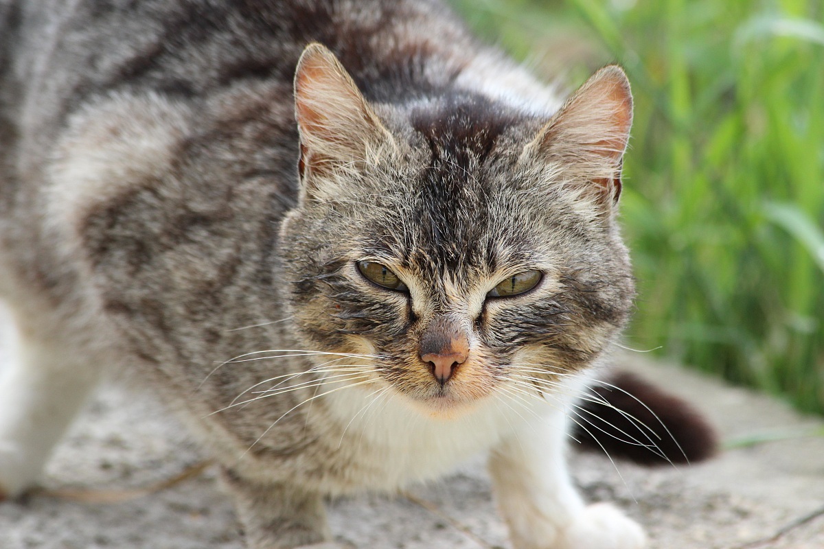 Gatto nervoso pronto all'attacco!