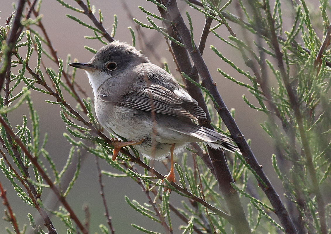 Young Warbler